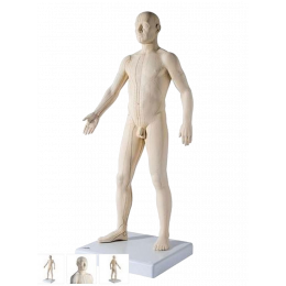 Physa Mini Maquette Squelette Humain Modèle Anatomique Avec Hernie En  Plastique PHY-SK-6 (45 cm, Cartilage Vert, Colonne Détaillée, PVC)