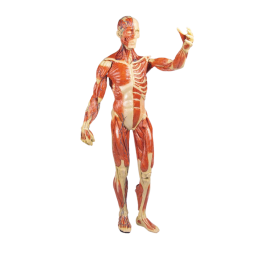 Petit modèle anatomique torse humain - matériel de science