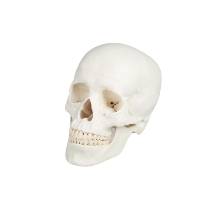 Achetez votre modèle de crâne humain 3 parties Erler Zimmer
